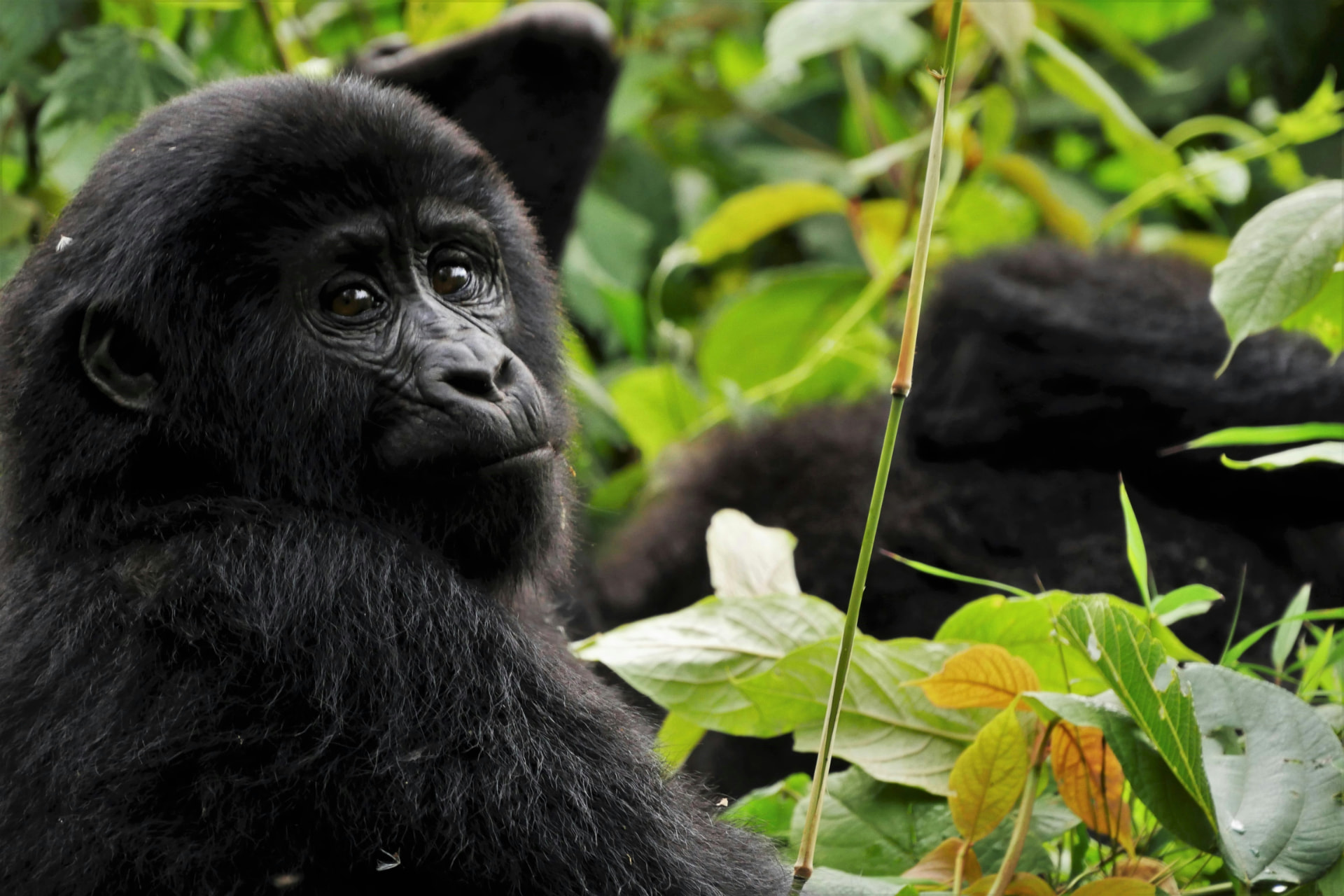 Rwanda