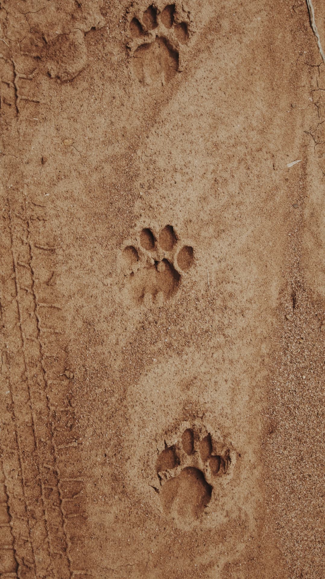 Paw prints in the sand