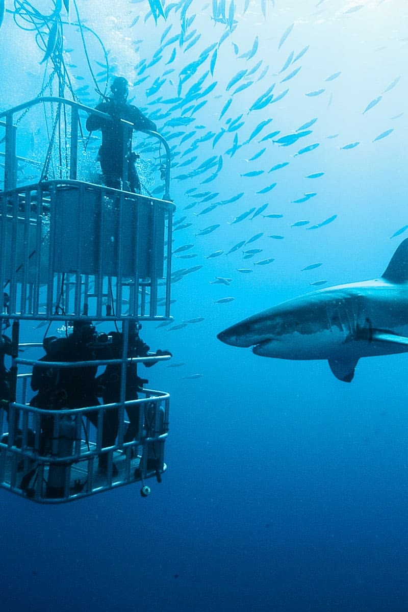 Shark Cage Diving