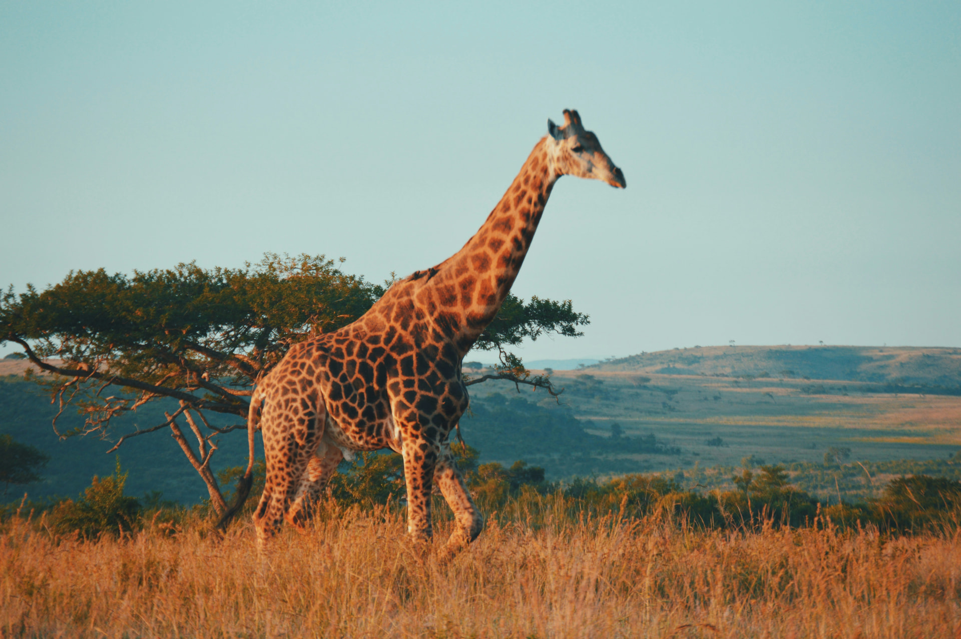 Giraffes
